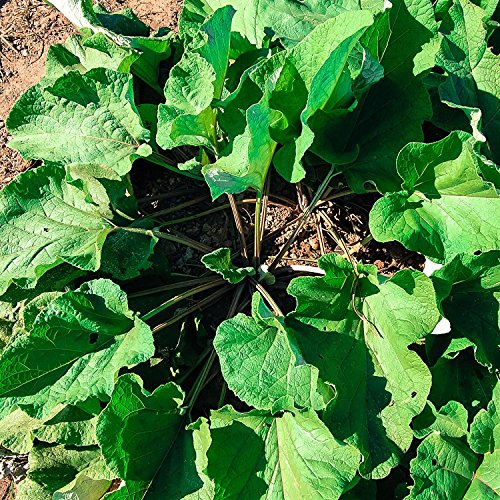 Organic Seeds Burdock Root Seeds (~50): Certified Organic, Non-GMO, Heirloom, Open Pollinated Seeds Organic Seeds Burdock Root Seeds (~50): Certified Organic, Non-GMO, Heirloom, Open Pollinated Seeds