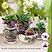 ELLIE ARTS Artificial Succulent Plants with Unpotted Faux Burros Tail and Echeveria for Terrariums and Home Office Decor (7 Pieces)