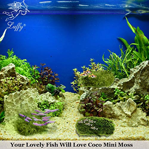 Luffy Betta Coco Mini Moss (1pc) - 3" x 1.75" Java Moss on a Coconut Shell - Low-Maintenance Aquatic Decor for Betta Tank - Create Stunning Aquascape - Gives Vertical or Horizontal Space to Explore