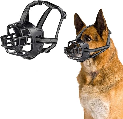 tibetan spaniel near me