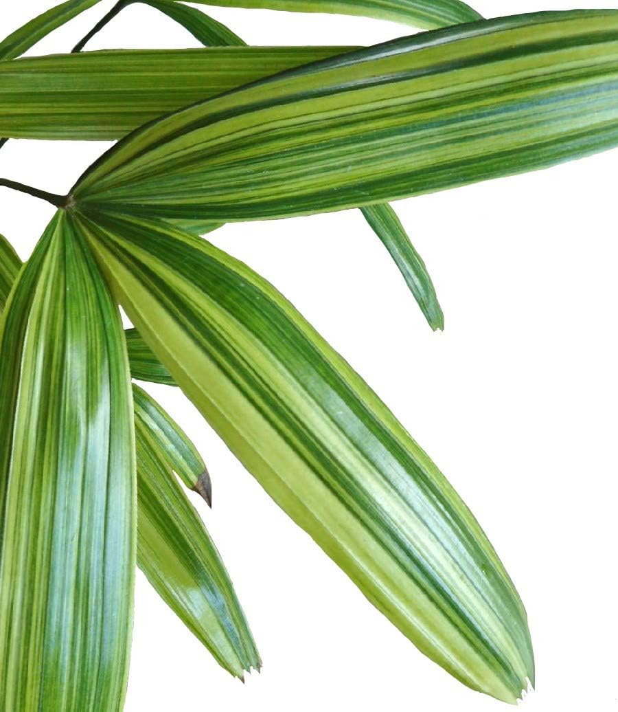 Amazon 観音竹 綾錦 カンノンチク アヤニシキ ４号鉢 観葉植物 鉢植え 観葉植物 オンライン通販