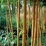Hedge Screening Bamboo Plants with Yellow-Orange Stems in 15 Litre Large pots 7-8ft Tall! Grown by WorldGardenPlants