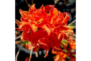 HILROQG Big 1 Gallon Bright Orange Rhododendron Plants Live, 1-3 Years Old Azalea Plants Live Shrubs Bushes for Planting, Very Well Rooted