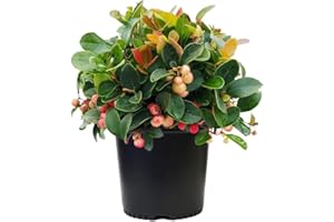 GREEN PROMISE FARMS Gaultheria procumbens (Wintergreen) Evergreen, white flowers with red fruit, #1 - Size Container