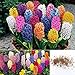 300 PCS Mixed Hyacinthus Orientalis Seeds, Not Hyacinth Bulbs