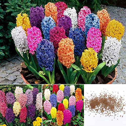 300 PCS Mixed Hyacinthus Orientalis Seeds, Not Hyacinth Bulbs 300 PCS Mixed Hyacinthus Orientalis Seeds, Not Hyacinth Bulbs
