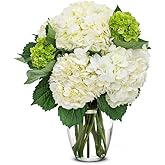 From You Flowers - White & Mini Green Hydrangea Bouquet with Glass Vase | Fresh Flower Bouquets for Birthday, Anniversary, Ge