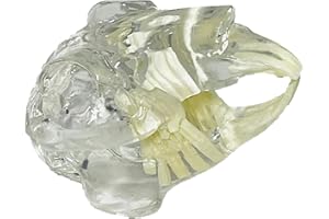 SEUJJRO Transparent Canine Dog Cat Rabbit Teeth Skull Anatomical Model Dental Animals Oral Tooth Jaw For Veterinary Office Teaching Decoration Demonstrate (Rabbit Skull)