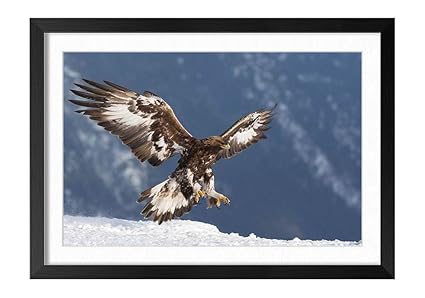 Amazoncom Golden Eagle Flight Black Frame Art Print Poster