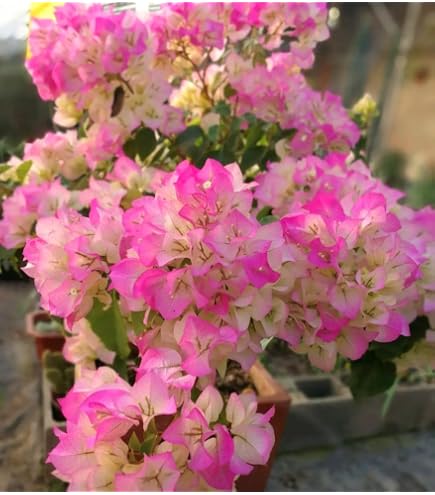 Amazon.com: Generic 100 片九重葛花卉種子藍色: 露臺、草皮與花園