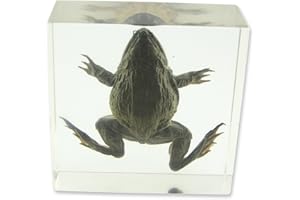 REAL BUG T411 Frog Specimen Block