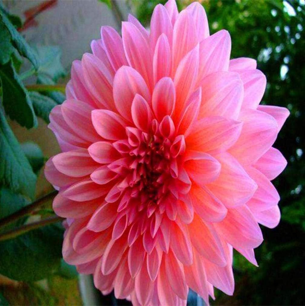 100Pcs/bag Exotic Dahlia Seeds Hybrid Chinese Flowers High