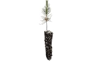Japanese Black Pine | Small Tree Seedling | The Jonsteen Company