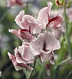 Sweet Pea - Wiltshire Ripple - 50 Seeds