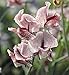 Sweet Pea - Wiltshire Ripple - 50 Seeds