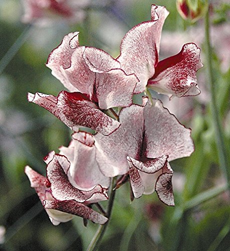 Sweet Pea - Wiltshire Ripple - 50 Seeds Sweet Pea - Wiltshire Ripple - 50 Seeds