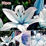 Tulas 50Pcs/Bag Blue Rare Lily Bulbs Seeds Planting Lilium Perfume Flower Garden Home Bonsai Decor