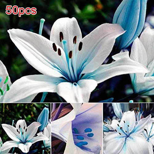 Tulas 50Pcs/Bag Blue Rare Lily Bulbs Seeds Planting Lilium Perfume Flower Garden Home Bonsai Decor Tulas 50Pcs/Bag Blue Rare Lily Bulbs Seeds Planting Lilium Perfume Flower Garden Home Bonsai Decor