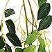 Felice Arts 4 Pcs Artificial Flowers 6.6ft/Piece Silk Wisteria Ivy Vine Green Leaf Hanging Vine Garland for Wedding Party Home Garden Wall Decoration, Cream