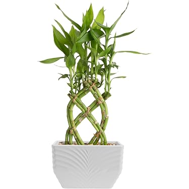 Amazon Best Sellers: Best Live Indoor House Plants