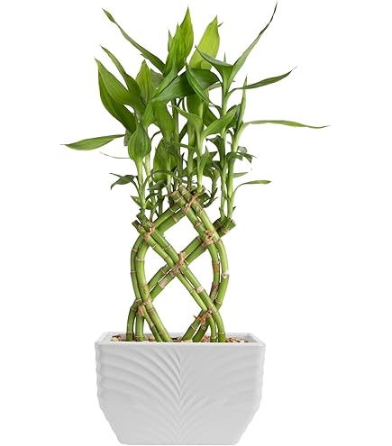 light green pothos Variegated Neon Pothos Care main image 1