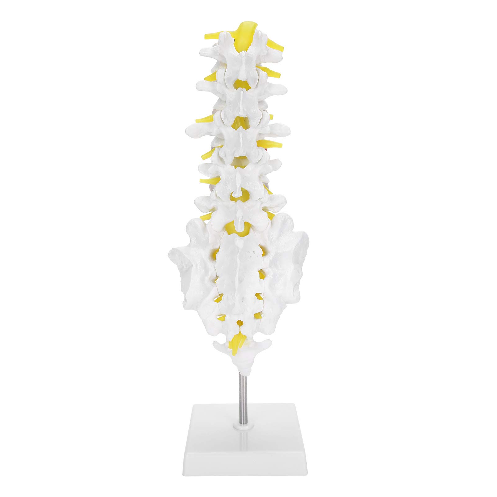 KUIDAMOS Human Spine Lumbar Vertebrae Model – Medical Grade Lumbar Spine Demonstration for Science Classroom Education & Anatomy Study, Compact Spine Anatomy Display