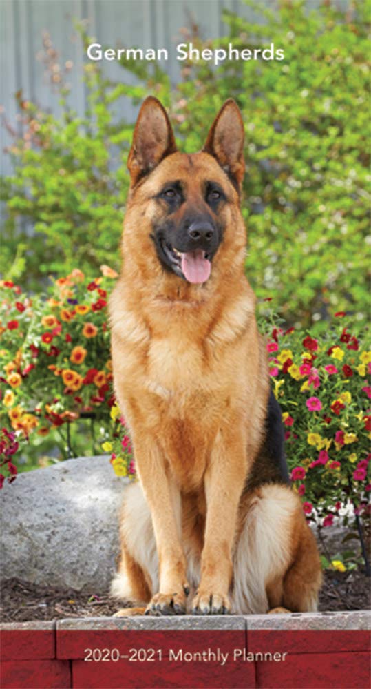 Pocket German Shepherd 2025