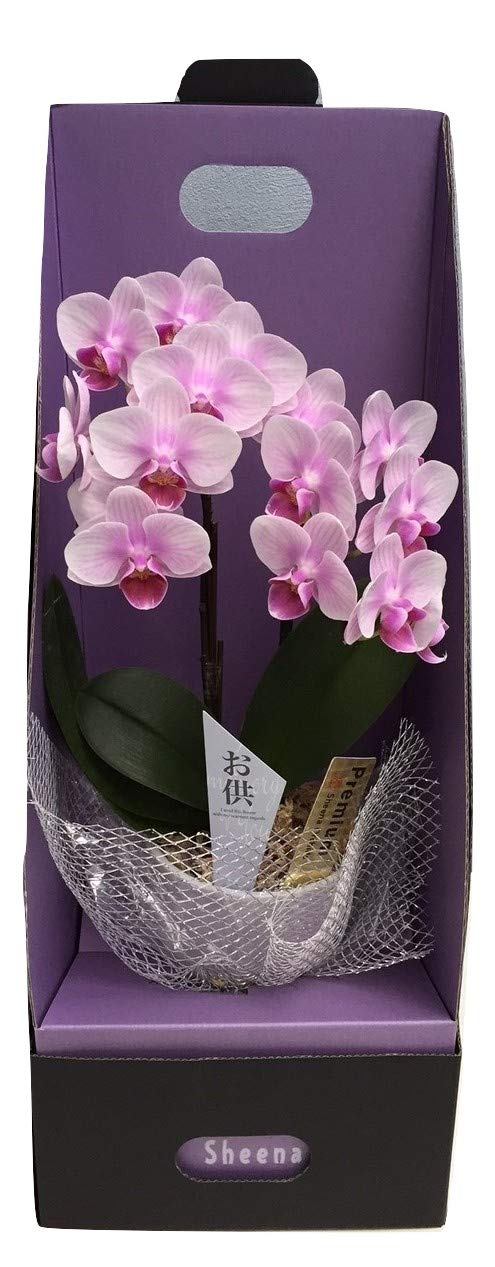 ピンク系 マイクロ胡蝶蘭2本立 3号 『2WAYギフトBOX入り』 お供え仕様 ミニ胡蝶蘭 HanaMarche（ハナマルシェ）商品画像