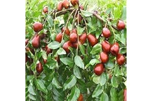 Fresh 20pcs Giant Sweet Jujube Fruit Seeds for Planting Red : Seeds in The Packet