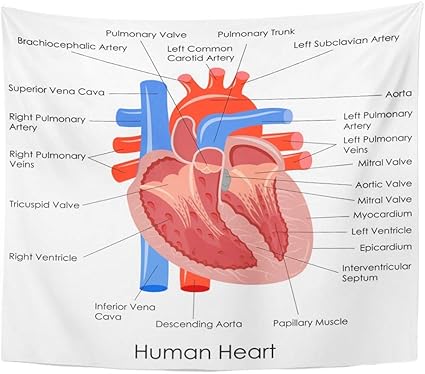 Soefipok Tapisserie Polyester Tissu Imprimer Home Decor Anatomique De Diagramme Coeur Humain Anatomie Corps Muscle Organ Coronaire Cardiaque Mur Suspendu Tapisserie Pour Salon Chambre Dortoir Amazon Fr Cuisine Maison