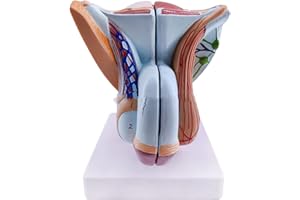 Male Genital Organ Model, Pelvic Muscles Model MMale Genital System Anatomical Model, PVC Human Anatomy Model, Reproductive O