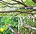 Mesoga 5.6-13 Foot Extendable Tree Pruner, Cut and Hold Pruning Trimmer, Long Reach Pole Saw, Telescoping Fruit Picker, Branches Bypass Lopperthumb 3