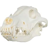 Skulls Unlimited Replica Gray Wolf Skull (Teaching Quality)