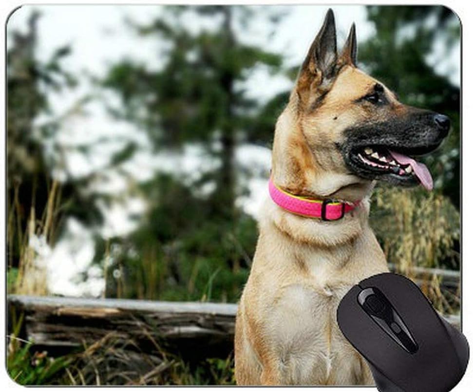 german shepherd with goggles