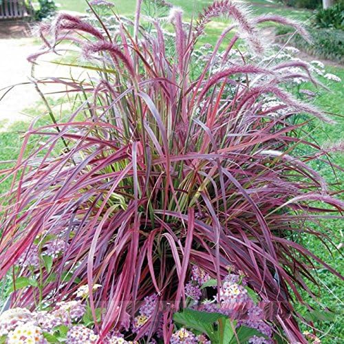 Half-hardy Perennial Pennisetum setaceum 'Fireworks' Fountain Grass Seeds, Professional Pack, 50 Seeds / Pack, Pennisetum Grass