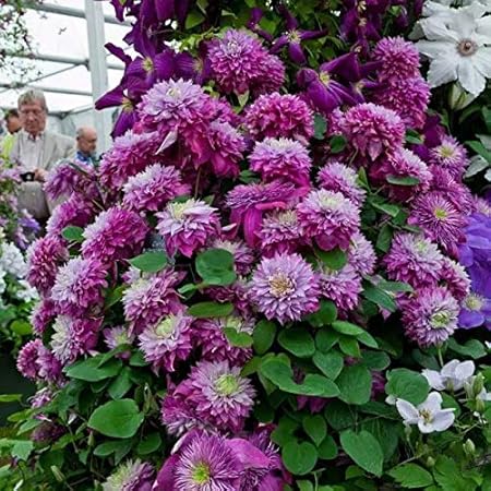 Ellea Gartensamen Wilde Clematis Immergrun Kletterpflanzen Clematis Armandii Clematis Winterhart Mehrjahrig Exotische Blumensamen Mischung Pflanzen Amazon De Garten