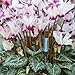 Sustee Aquameter (Large 4-Pack) - Plant Soil Moisture Sensor - Best for Potted Plants – Probe, Meter, Indicator - Includes One of Each Color