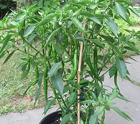 Arlo Vegetable Seeds Chilli Pepper Hybrid Green Long for Pot Container growing High Yield 100 seeds