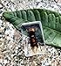 QTMY Biology Science World Collection of Real Insect Specimen Paperweight (Vespa)