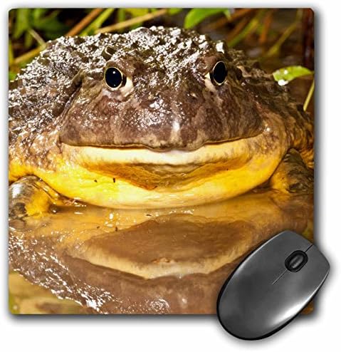 Danita Delimont - Frogs - African Burrowing Bullfrog, Native to Africa - NA02 DNO0962 - David Northcott - MousePad (mp_140245_1)