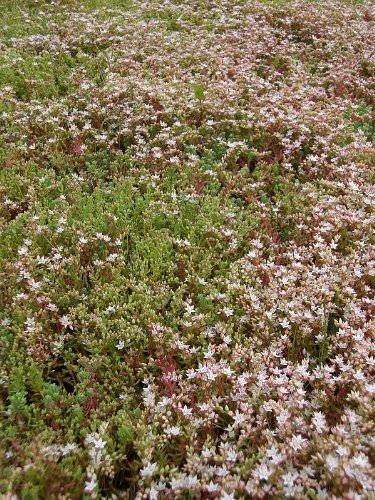 Sedum hispanicum, 100 Pflanzen im 5/4 cm Topf – Bild 4