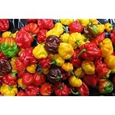 SCOTCH BONNET PEPPER SEEDS-(Caribbean Mix) - RED,YELLOW,AND CHOCOLATE !(100 Seeds)