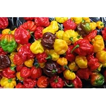 25+ Metropolitan Plant Exchange Coupons - StacieHibah