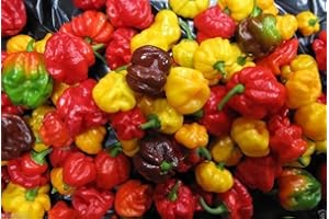 25 Seeds Scotch Bonnet Pepper Seeds-(Caribbean Mix) - RED,Yellow,and Chocolate