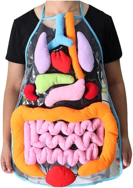 educational 3d organ apron