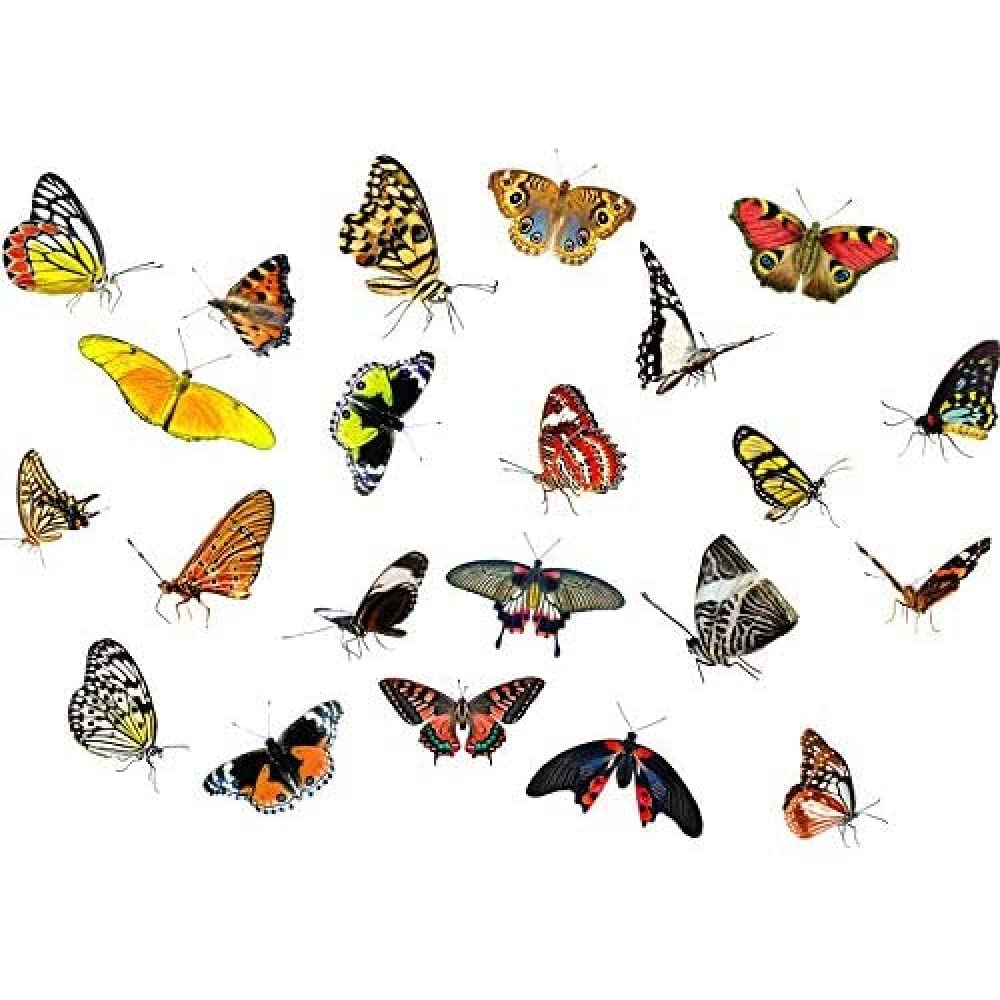 Artery8 Moths Butterflies Insects Collage Photo Art Print Canvas Premium Wall Decor Poster Mural