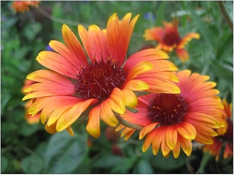 Premier Seeds Direct Gaillardia Aristata Grandiflora Mixed 400 Seeds Amazon Co Uk Garden Outdoors