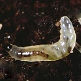 Gardening Naturally Sciarid Fly Nematodes Fungus Gnat Control 12 sqm view 3