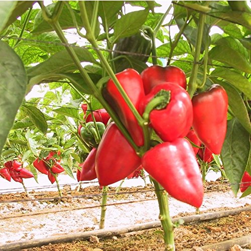 30++ PIMENTO Large Sweet Pepper Seeds NONGMO Garden
