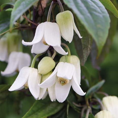 Climbing Clematis Plant Winter Flowering Evergreen For Outdoors Producing White Bell Shaped Flowers Clematis Winter Beauty Plant In 1 Litre Pots By Thompson Morgan 1 Amazon Co Uk Garden Outdoors